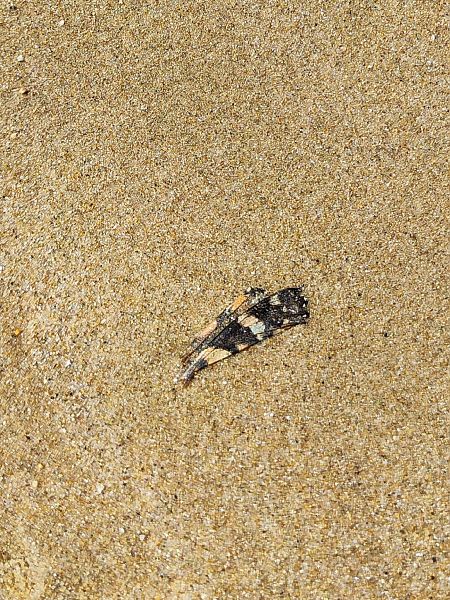 Painted Lady  - Martí Franch