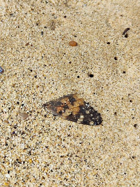 Migradora dels cards  - Martí Franch