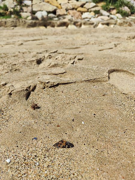 Migradora dels cards  - Martí Franch