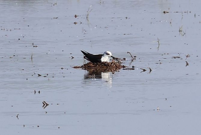 Cavaliere d'Italia  - Lorenzo Lanzani