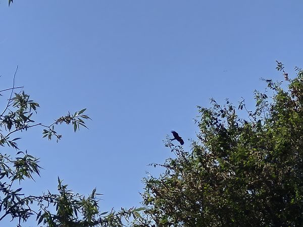 Nibbio bruno  - Alessio Mannello