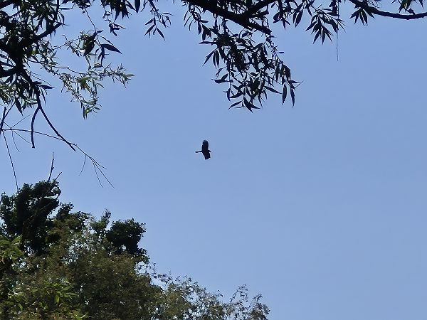 Nibbio bruno  - Alessio Mannello