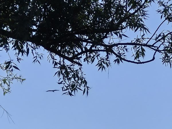 Nibbio bruno  - Alessio Mannello