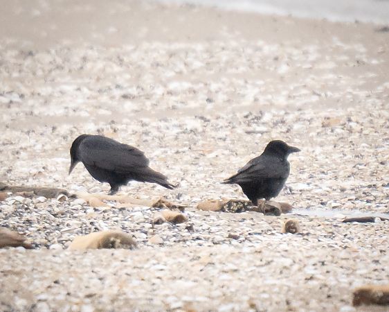 wrona (czarnowron, ssp. corone)  - Michal Jadzyn