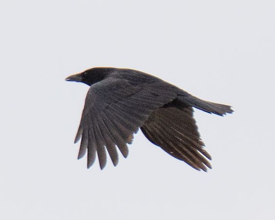 Rabenkrähe  - Michal Jadzyn