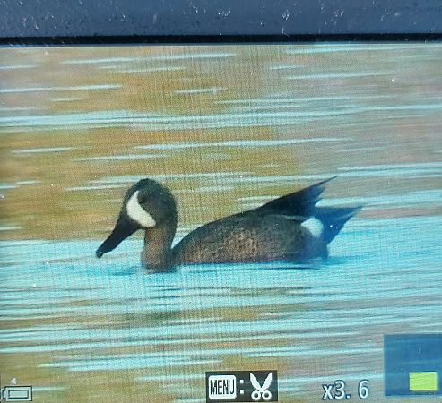 cyranka modroskrzydła  - Jan Kotlarz