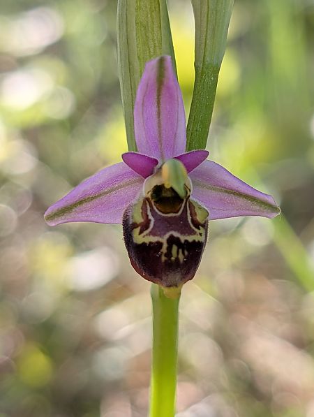 Ophrys fuciflora subsp. demangei  - Delarbre Sébastien