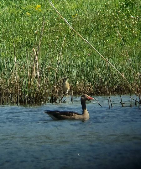 Crabier chevelu  - Anna Linker