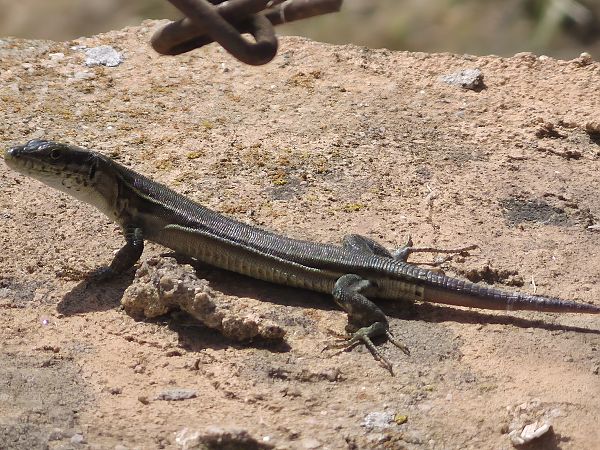 Sargantana iberoprovençal  - César Piñol Baena