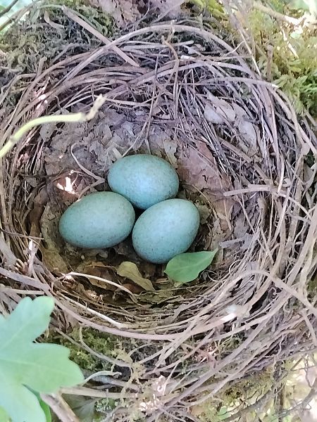 Merlo  - Luigi Vatta (FVG)
