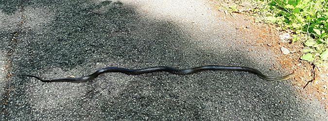 Couleuvre d'Esculape  - Monica Carabella