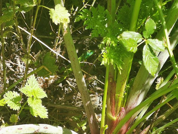 Musker berde  - Eraztun Berdeko Basozainak Guardas Anillo Verde