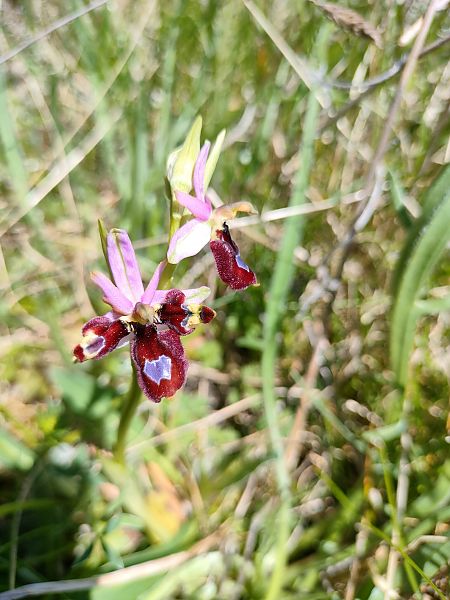 Ophrys drumana  - Mickael Viau