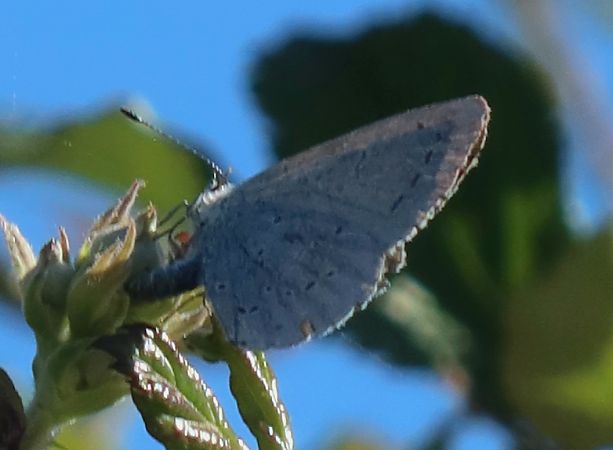 Faulbaumbläuling  - Jean Toubert