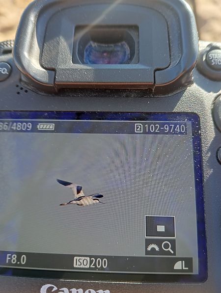 szablodziób  - Marcin Kuźma