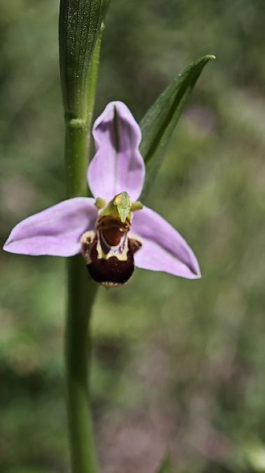 Ophrys apifera  - Alain Bultez