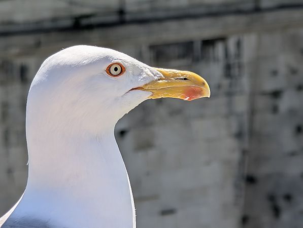 Gabbiano reale  - Frank Laier