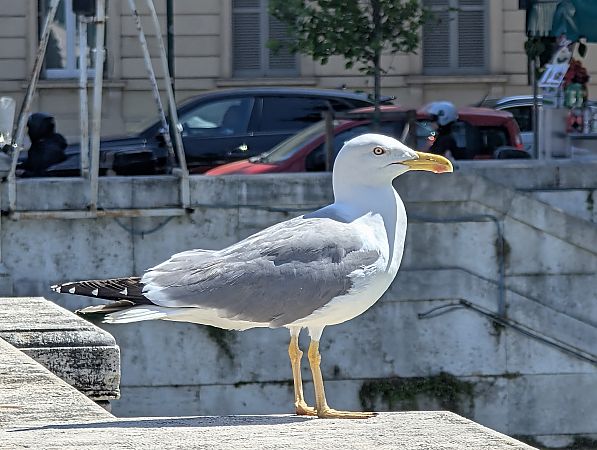 Gabbiano reale  - Frank Laier