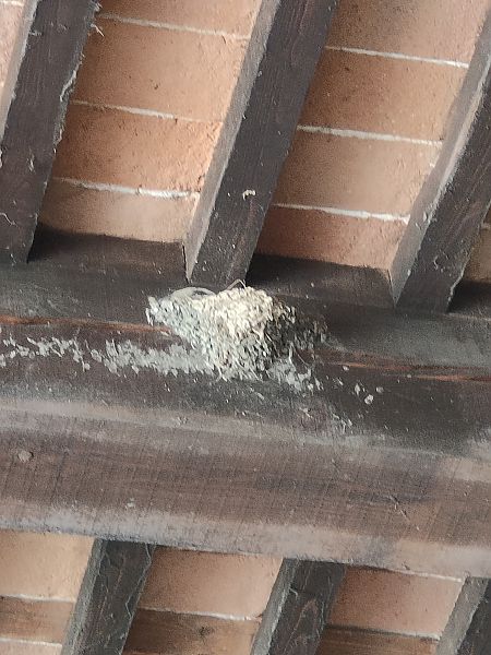 Rondine  - Domenico Verducci