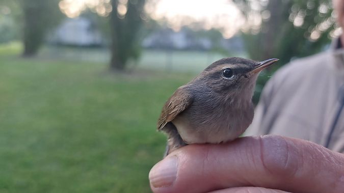 Luì scuro  - Michelangelo Morganti