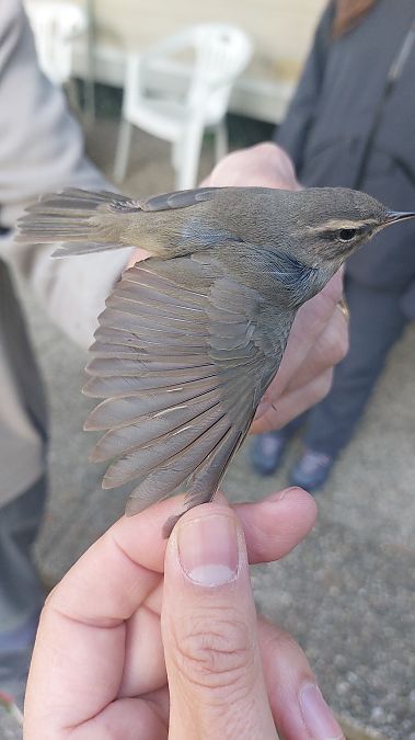 Luì scuro  - Michelangelo Morganti