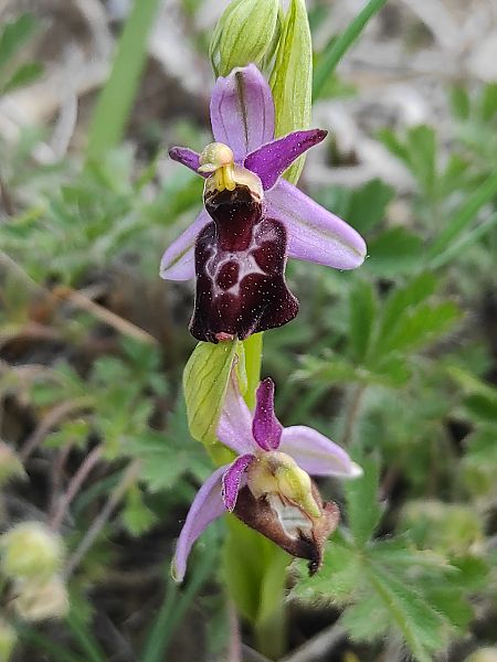 Ophrys drumana  - Amélie Naturedivresse