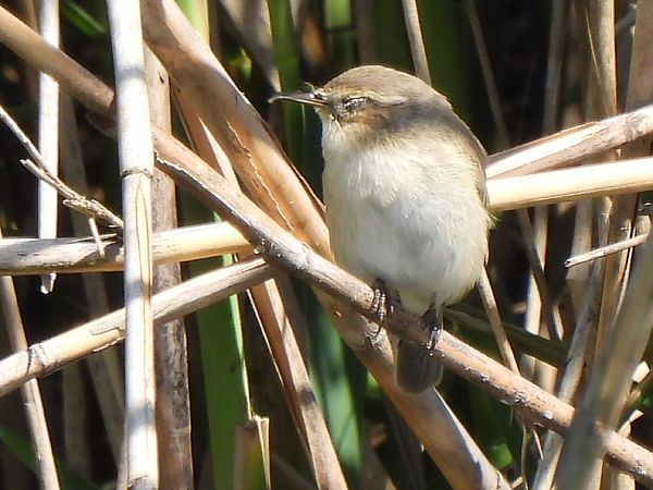 Mosquiter comú  - Joan Pessarrodona