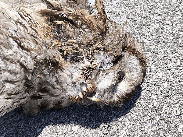 Allocco  - Andrea Sorrentino