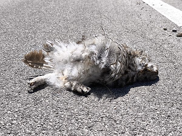 Allocco  - Andrea Sorrentino