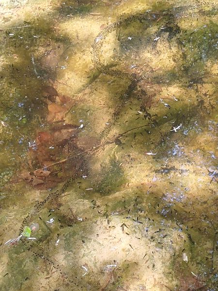 Rospo comune  - Sara Stella (FVG)