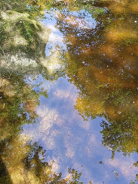 Rospo comune  - Sara Stella (FVG)