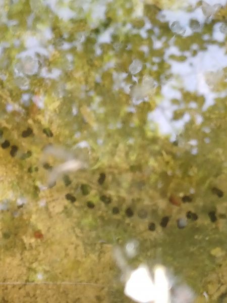 Rospo comune  - Sara Stella (FVG)