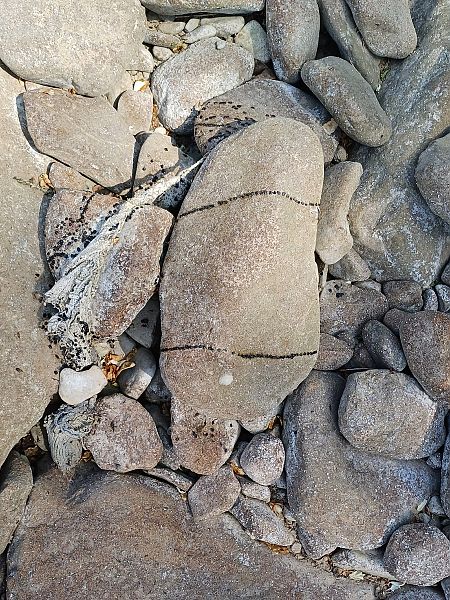 Rospo comune  - Sara Stella (FVG)