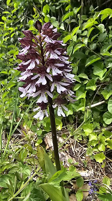Orchis purpurea  - Laurent Buin