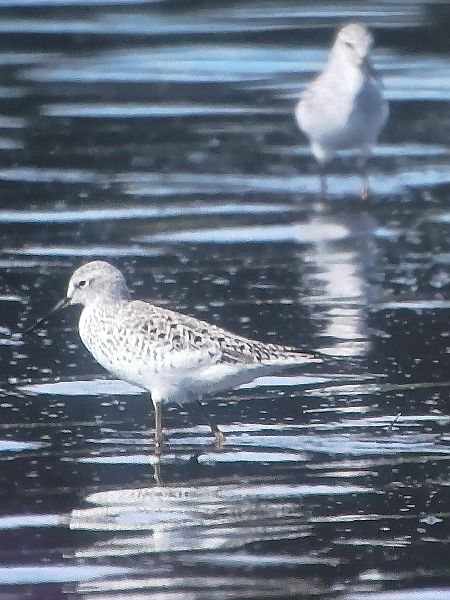 brodziec pławny  - Dawid Kilon