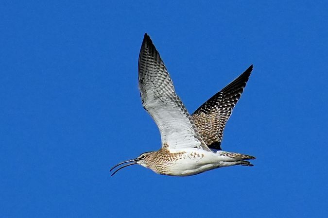 kulik mniejszy  - Jakub Bednarek