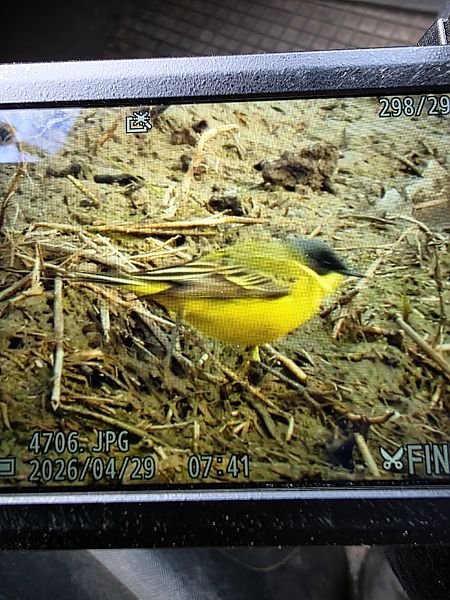 pliszka żółta (tundrowa, ssp. thunbergi)  - Robert Locman