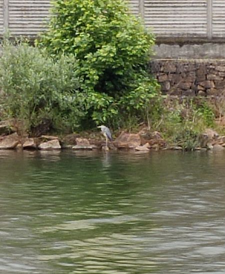 Airone cenerino  - Angelino Dissegna