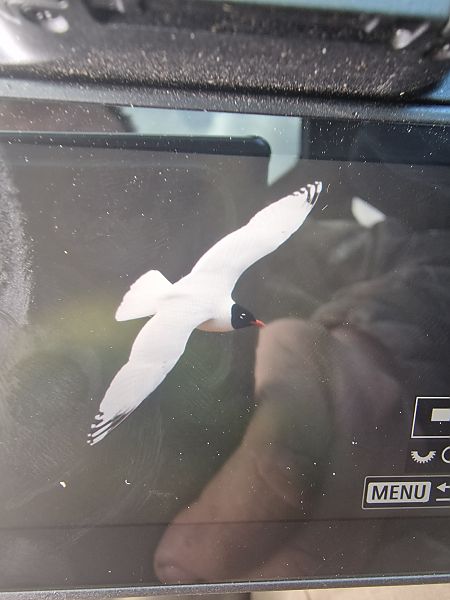 mewa czarnogłowa  - Krzysztof Bziuk