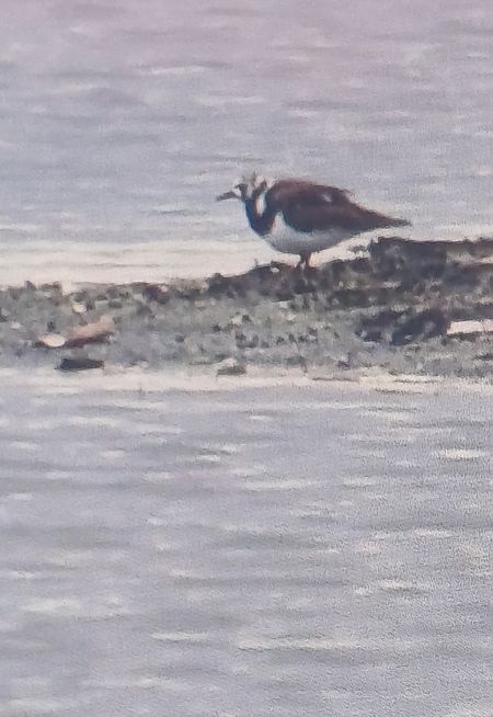 kamusznik  - Dawid Kilon