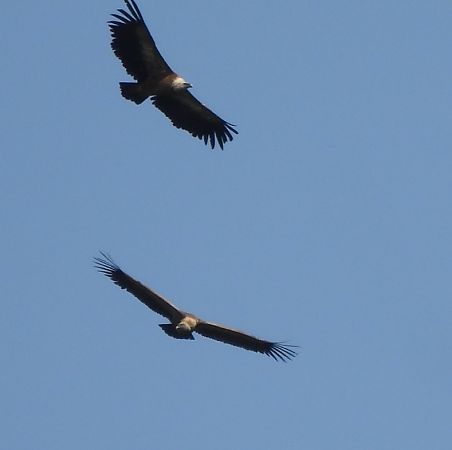 Voltor comú  - Joan Pessarrodona