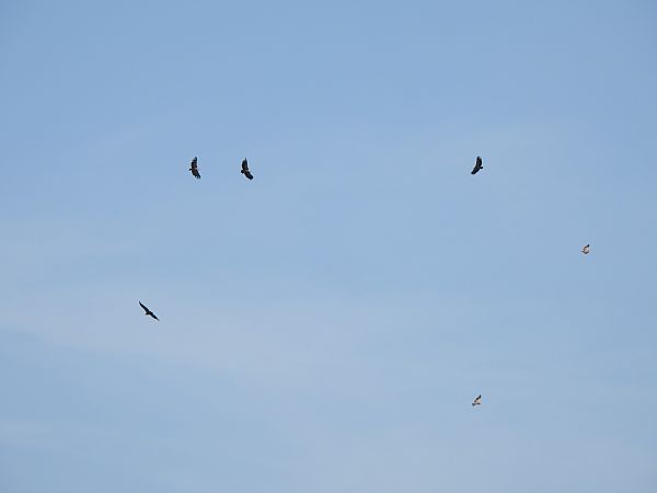 Voltor comú  - Joan Pessarrodona