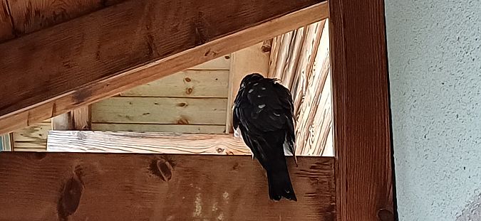 Sparviere  - Andrea Lombardo