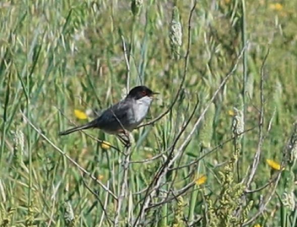 Occhiocotto  - Jean Toubert