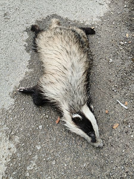 Azkonar  - Jordi Gomez Felip