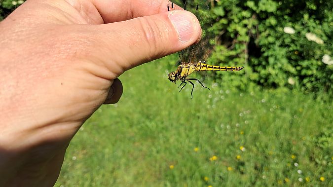 Orthetrum cancellatum  - Roberto Fabbri