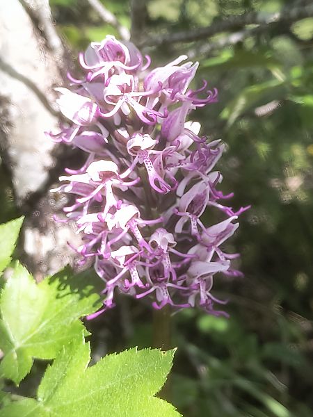 Orchis simia  - Pimprenelle Ducati