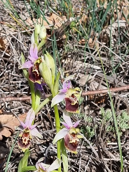 Ophrys fuciflora subsp. druentica  - Virgile Gazzaniga