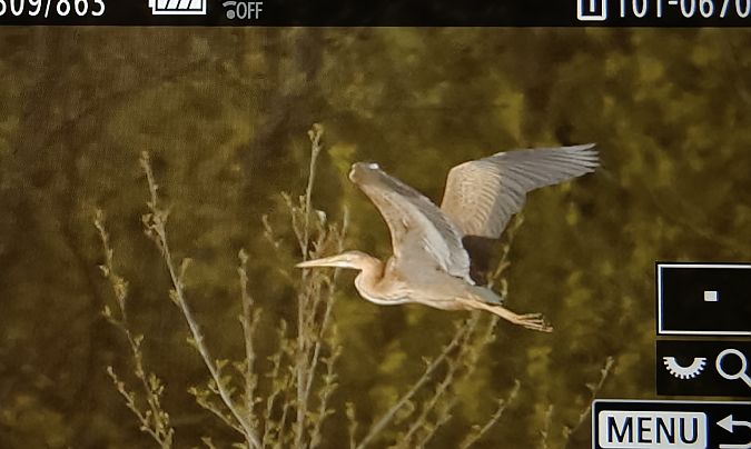 czapla purpurowa  - Ryszard Dworak