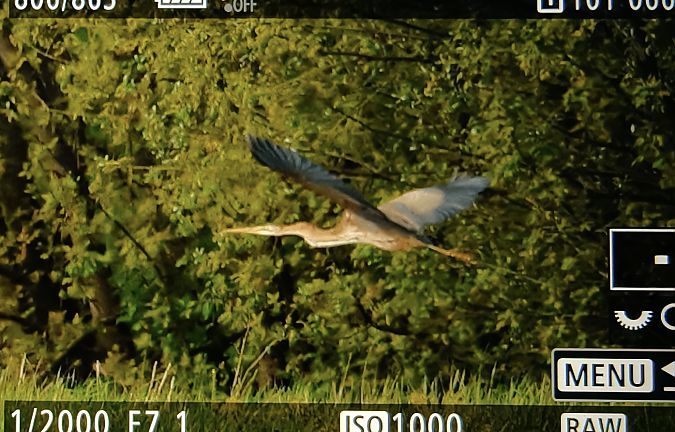 czapla purpurowa  - Ryszard Dworak